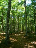 Pagadian barrena Errausiko bidean