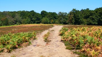 Xuritzerako bidea hartuta