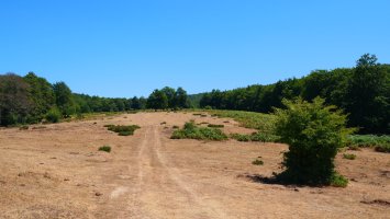 Mendebaldeko larre eremua, Korona
