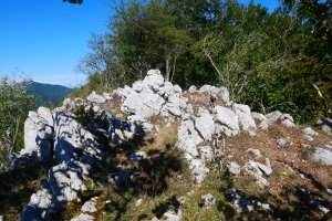 Ekialdeko beste muino harritsu bat, Akier