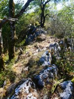 Mendebaldeko gandorra jarraitu daiteke tarte batean, saia saihestuz