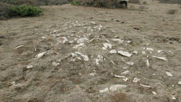 Urdintxa 2 tumulua, Andia