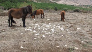 Urdintxa 2 tumulua, Andia