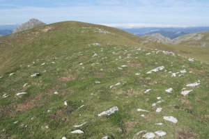 Iparreko muino belartsua erdiko muinotik
