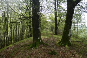 Tontorraren inguruak, Amiltzu