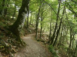 Lizarrustik aldeko bideko pasarte bat