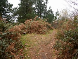 Lapurzuloko tontorra