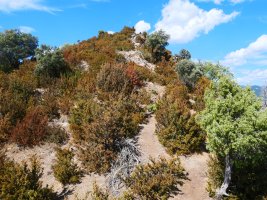 Azken txanpa ekialdeko bizkarretik