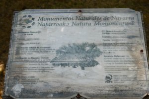 Gardeko intxaurrondoa