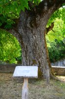 Gardeko intxaurrondoa