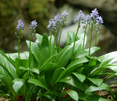  Scilla lilio-hyacinthus Barranco de Gamueta inguruan