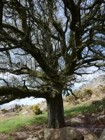 Larruneko udareondoa