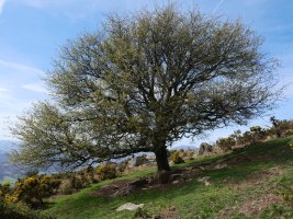 Larruneko udareondoa