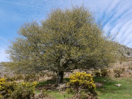 Larruneko udareondoa