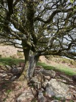 Larruneko udareondoa