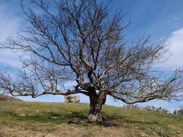 Berako udareondoa, sutearen ondoren