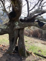 Berako udareondoa, sutearen ondoren