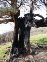 Berako udareondoa, sutearen ondoren