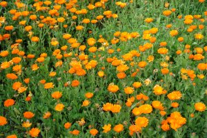 Calendula officinalis