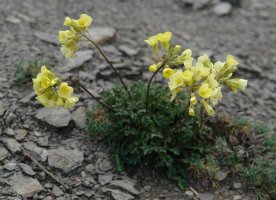 Brassica repanda, Oteros mendian