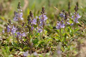 Veronica officinalis Oteitzoiana mendian