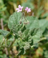Erodium malacoides Etxauri aldean