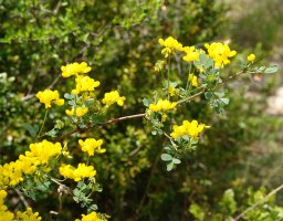 Coronilla valentina Etxauri mendian