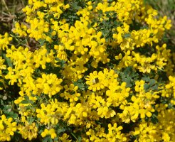 Coronilla valentina Etxauri mendian