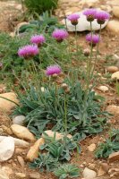 Serratula nudicaulis