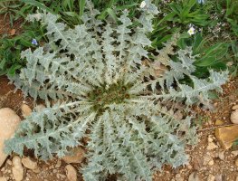 Onopordum acaulon Erreniega mendian