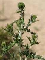 Echinops ritro Eskintza mendian