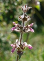 Stachys heraclea Eskintza mendian