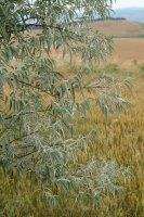 Elaeagnus angustifolia, Undio herriaren inguruetan