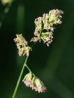 Dactylis glomerata, alka belarra, loretan.