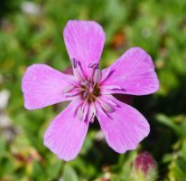 Saponaria caespitosa, Baines