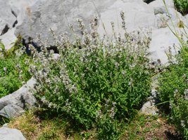 Nepeta nepetella, Ezkaurre aldean