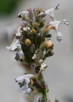 Nepeta nepetella, Ezkaurre aldean