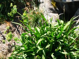 Bupleurum angulosum, Lapazarrako bizkarrean