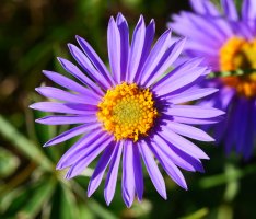 Aster alpinus, Lapazarrako bizkarrean