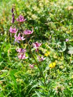 Lilium martagon, Lapazarrako bizkarrean
