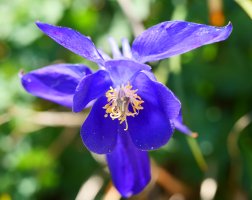 Aquilegia pyrenaica, Lapazarra
