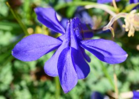 Aquilegia pyrenaica, Lapazarra