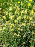 Sideritis hyssopifolia, Lapazarrako bizkarrean