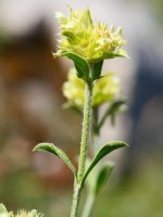 Sideritis hyssopifolia, Lapazarrako bizkarrean
