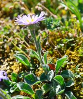 Aster alpinus, Lapazarrako bizkarrean