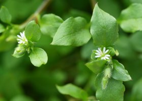 Stellaria media