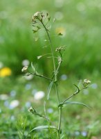  Capsella bursa-pastoris Oiartzun aldean