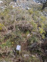 Arregi trikuharria, sasiaren mendean