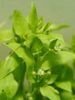 Stellaria media