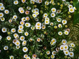 Erigeron karvinskianus errepide bazterrean